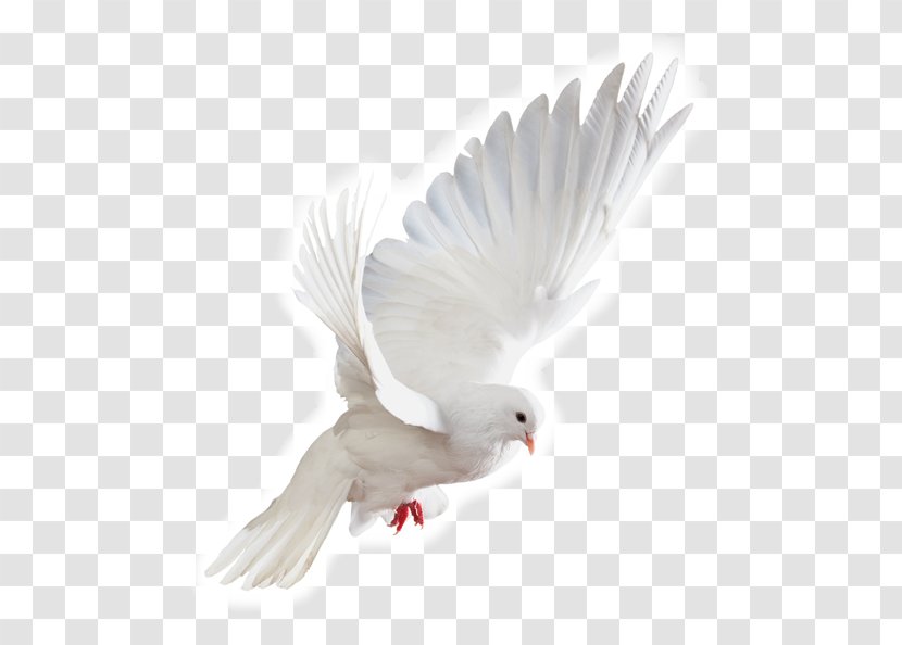 Stock Photography Image Clip Art Royalty-free - Pigeons And Doves - Flying Transparent PNG