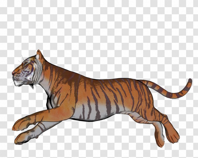 Tiger Cat Terrestrial Animal Fauna Wildlife - Carnivoran Transparent PNG