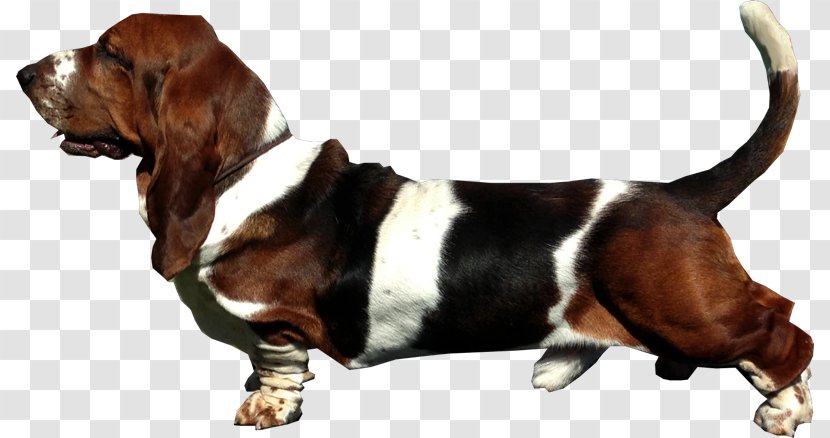 Basset Hound Artésien Normand Finnish Hamilton Harrier - Carnivoran Transparent PNG