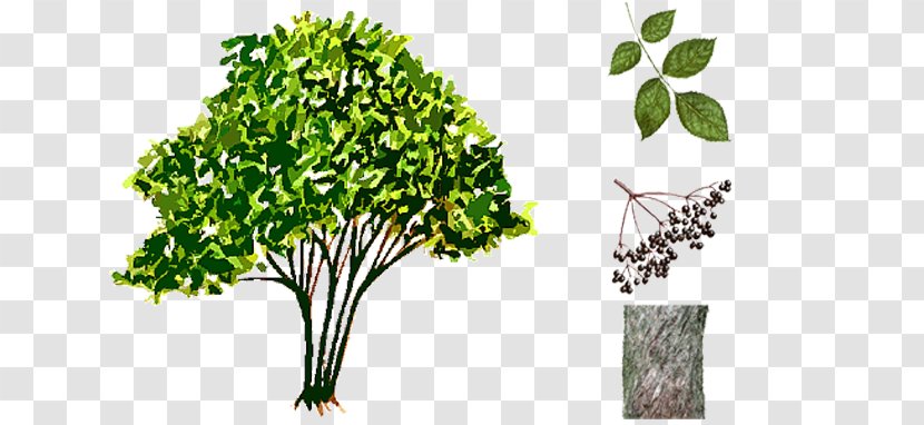 Leaf Vegetable Herb Plant Stem Elder - Sambucus Nigra Transparent PNG