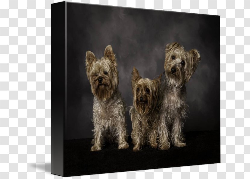 Yorkshire Terrier Cairn Glen Morkie Art - Snout - Painting Transparent PNG