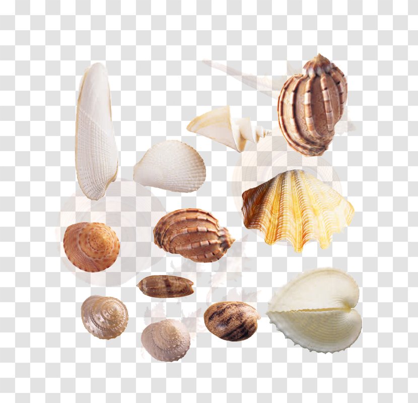 Cockle Seashell Sea Snail Shellfish - Clam - Conch Transparent PNG