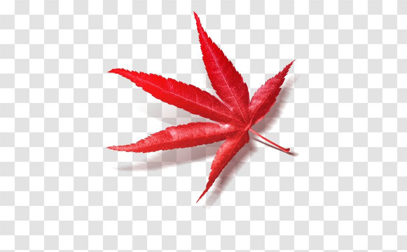 Maple Leaf Paper Red - Class Transparent PNG