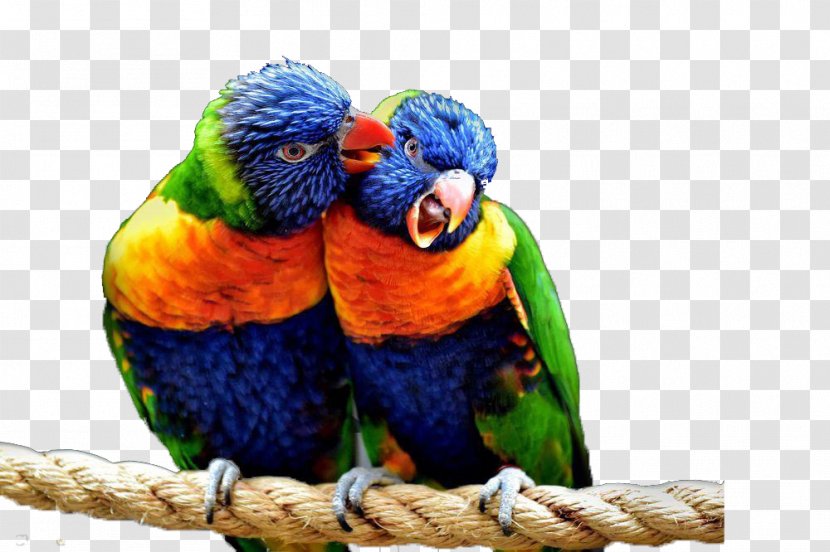 Bird Parrot Penguin Macaw - Organism - Two Color Parrots Way To Come Transparent PNG