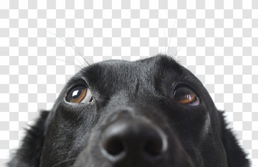 Dog Veterinarian Pet Insurance Clip Art - Daycare - Black Lab Puppies Transparent PNG