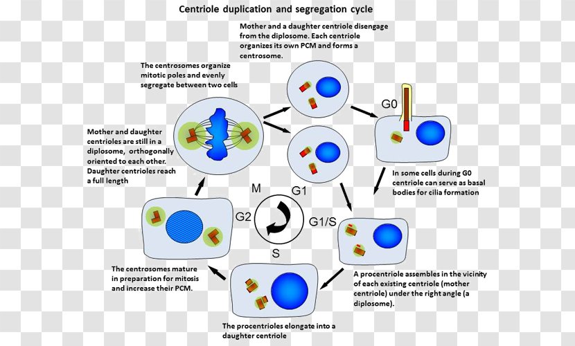 Centrosome Cycle Duplication Animal - Com - Material Transparent PNG