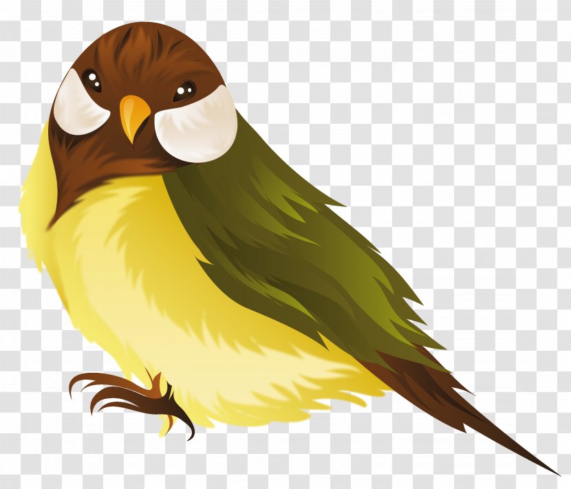 Bird Parrot Domestic Canary Clip Art - Beak - Clipart Image Transparent PNG