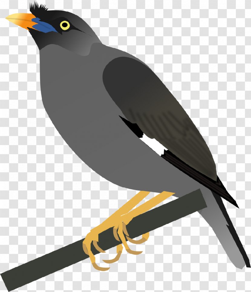 Common Myna Jungle Babbler Bird - Black Drongo Transparent PNG