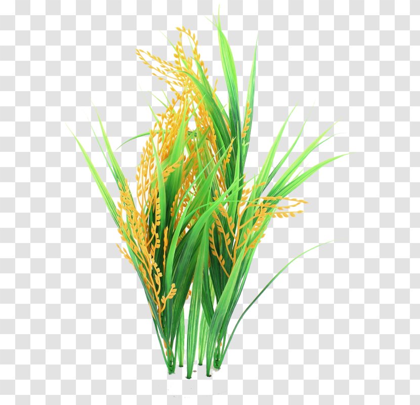 Rice Cereal Clip Art Food - Plant Stem - Vector Transparent PNG