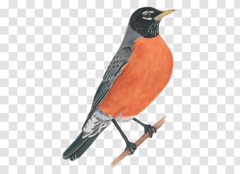 European Robin Cornell Lab Of Ornithology All About Birds American - Bird Transparent PNG