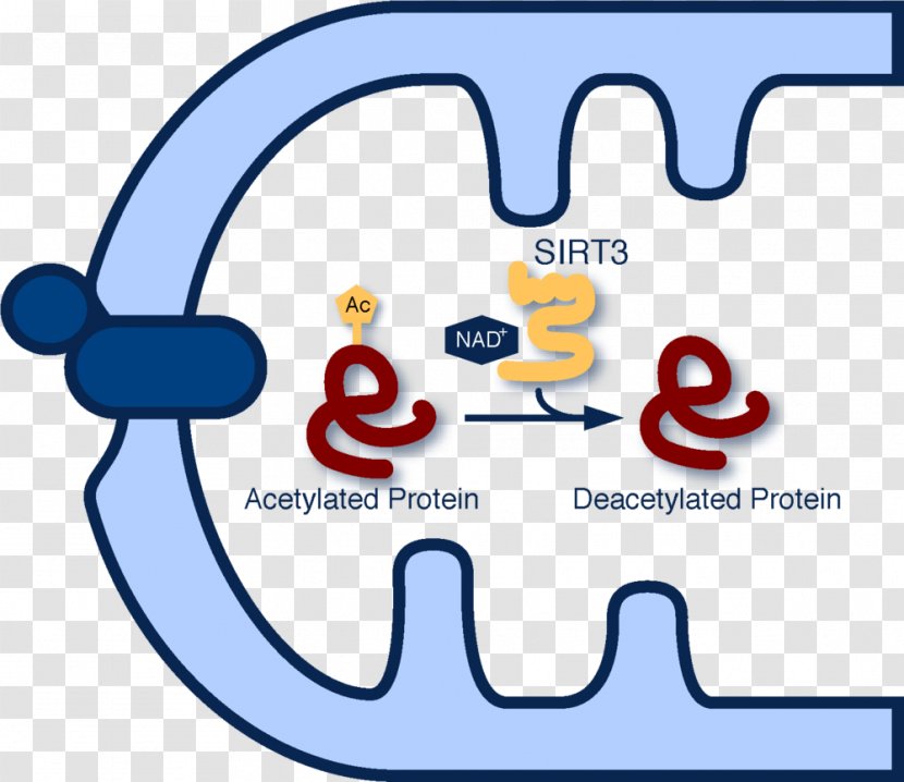 Acetylation Sirtuin 3 Protein Deacetylase 1 - Organism - Nicotinamide Adenine Dinucleotide Transparent PNG