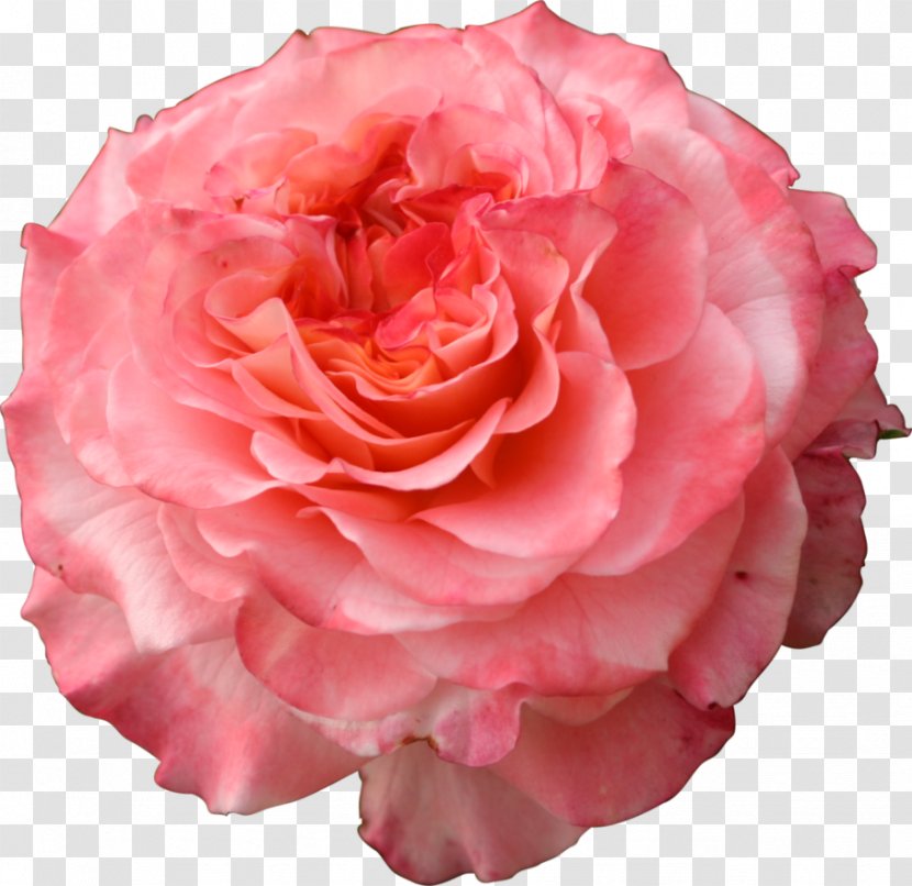 Garden Roses Cabbage Rose Floribunda Pink - Family Transparent PNG