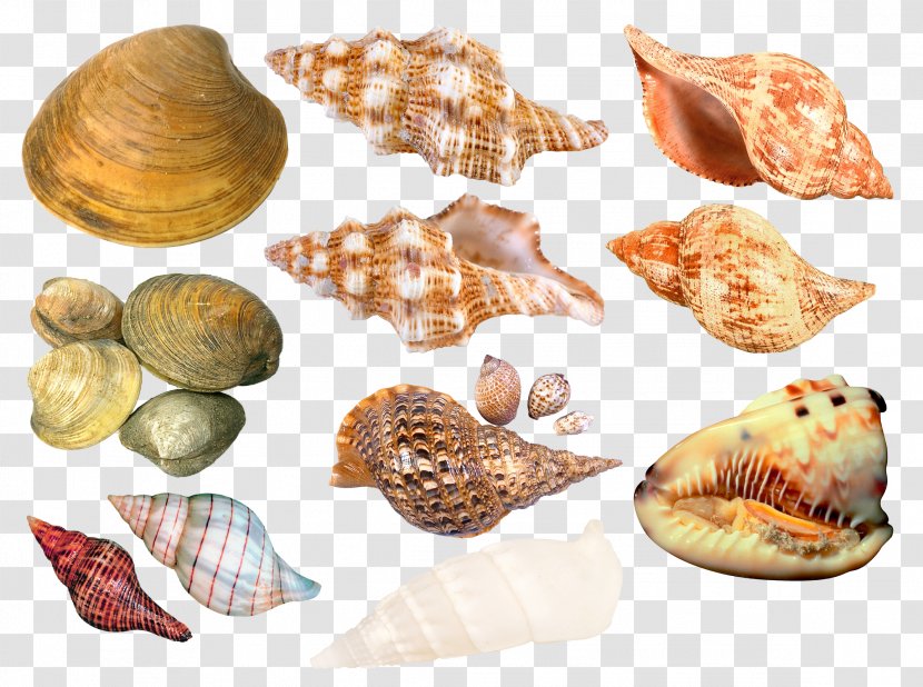 Seashell Cockle Sea Snail Clip Art - Conchology Transparent PNG