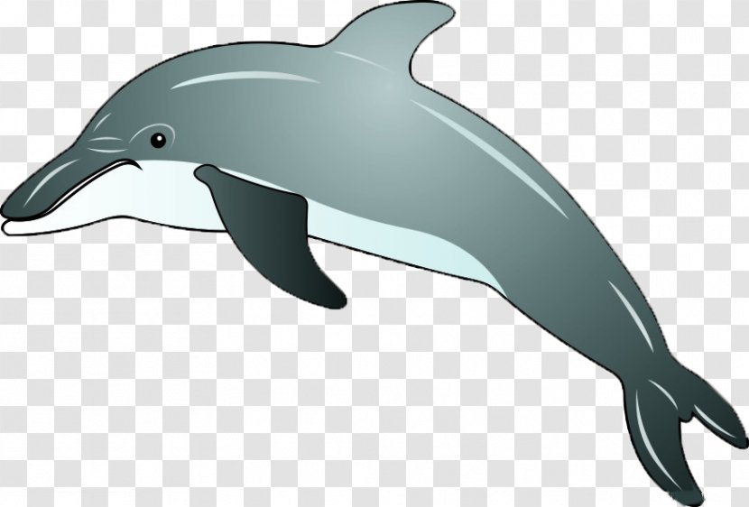 Common Bottlenose Dolphin Cartoon U0e01u0e32u0e23u0e4cu0e15u0e39u0e19u0e0du0e35u0e48u0e1bu0e38u0e48u0e19 - Comics - Dolphin,animal,lovely Transparent PNG
