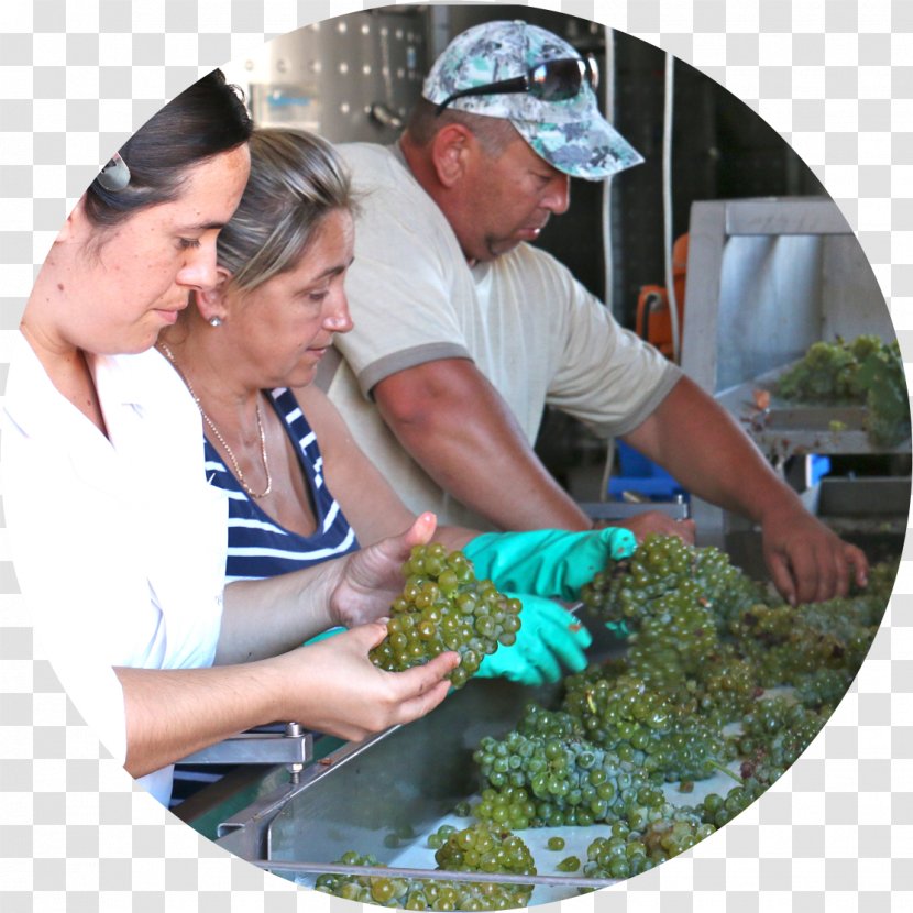Wine Production Common Grape Vine Cooking Cuisine - Dish Transparent PNG