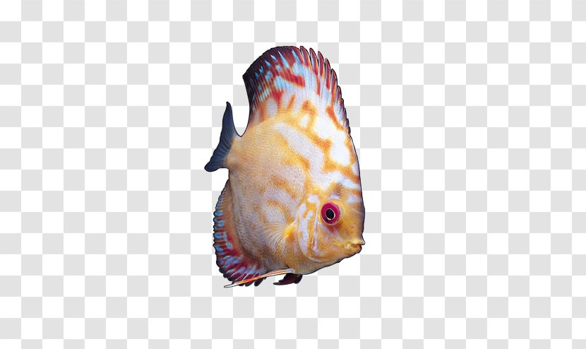 Ornamental Fish Angelfish Tropical - Blood Parrot Cichlid - Fancy Creative Picture Transparent PNG