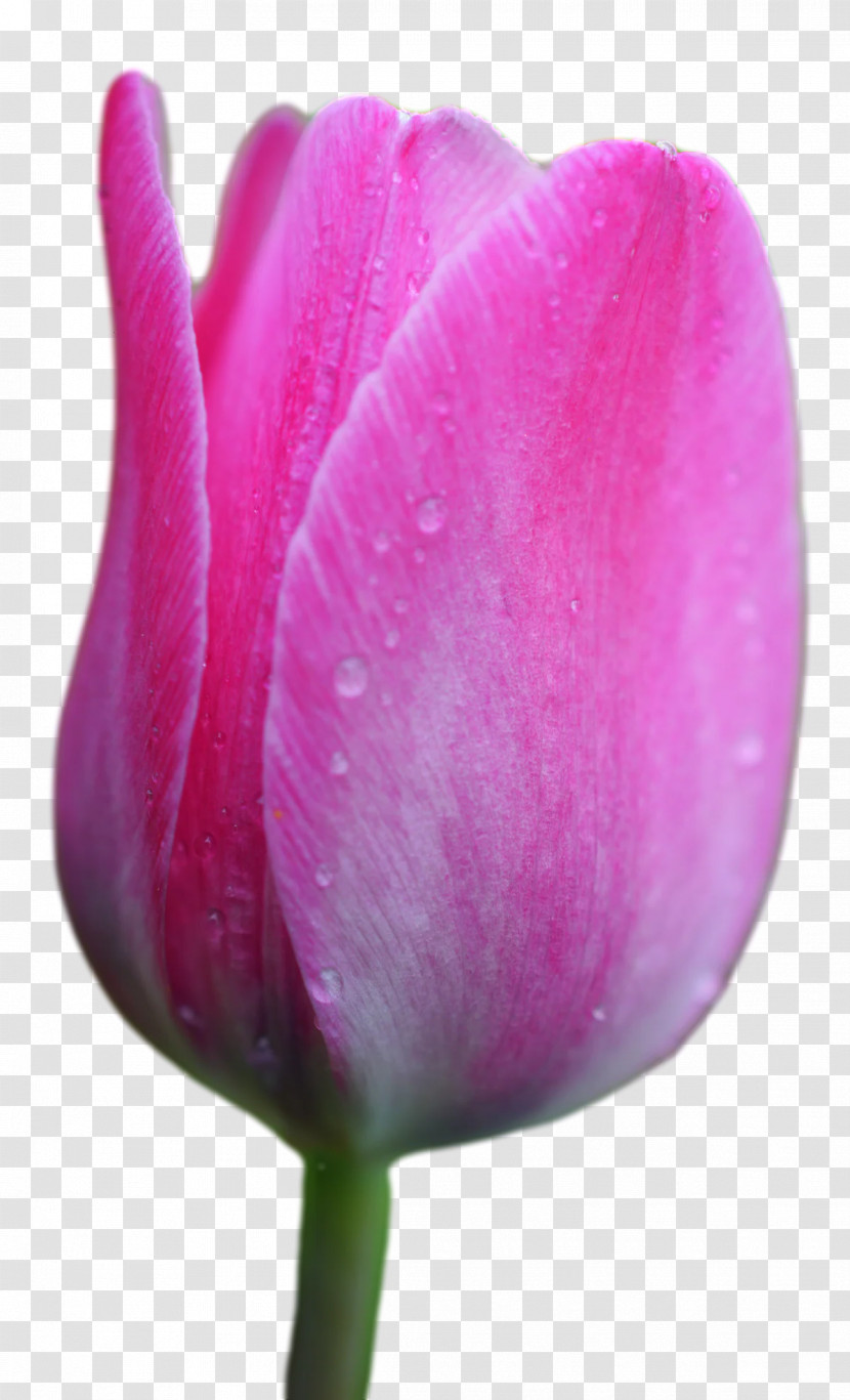 Plant Stem Tulip Lilies Petal Bud Transparent PNG