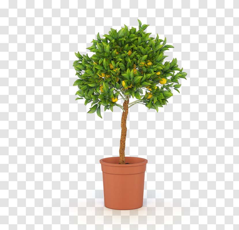 Ficus Microcarpa Weeping Fig Fiddle-leaf Tree Retusa - Schefflera Arboricola Transparent PNG