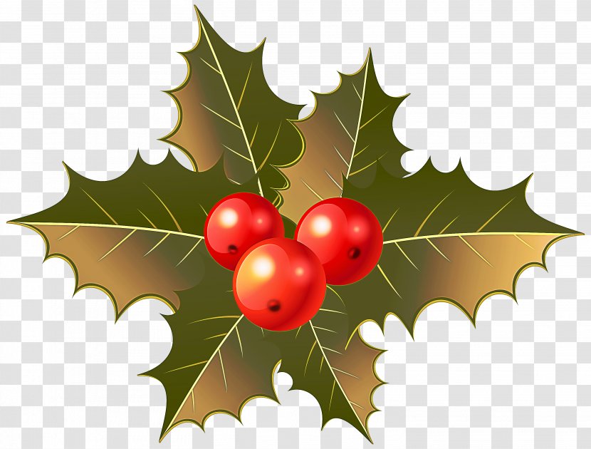 Holly - Woody Plant - Branch Chinese Hawthorn Transparent PNG