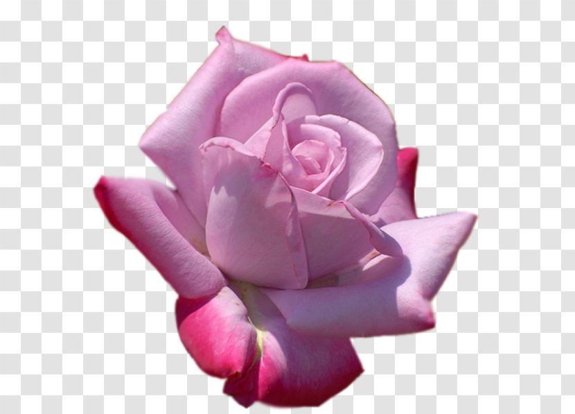 Garden Roses Cabbage Rose Floribunda Cut Flowers Petal - Order - Closeup Transparent PNG