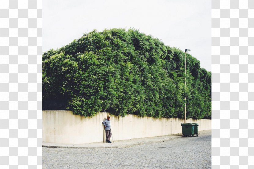 Hedge Tree Evergreen Plantation Transparent PNG
