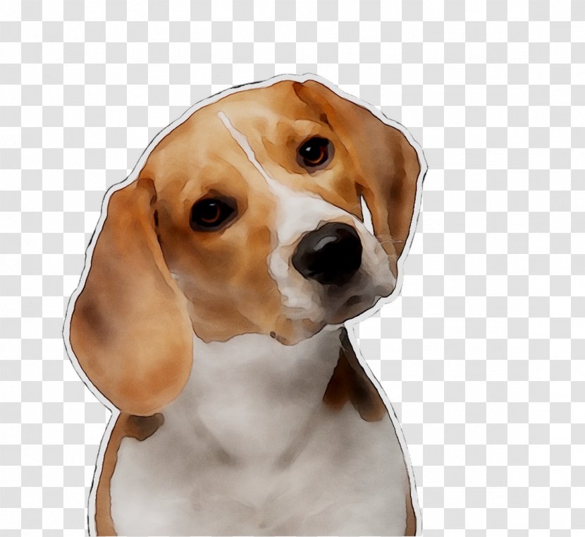 Beagle Treeing Walker Coonhound English Foxhound Harrier American Pocket Puppy Transparent Png