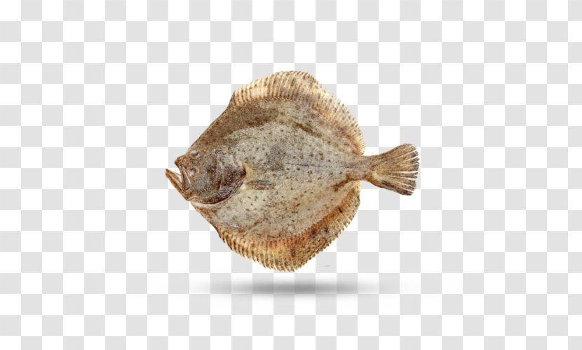 Fish Cartoon - Halibut - Sole Flatfish Transparent PNG