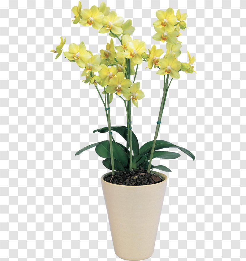 Moth Orchids Orchis Dendrobium Cattleya - Orchid - Plant Transparent PNG