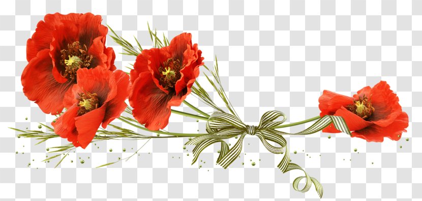 Clip Art Poppy Image Free Content - Flowering Plant - Cut Flowers Transparent PNG
