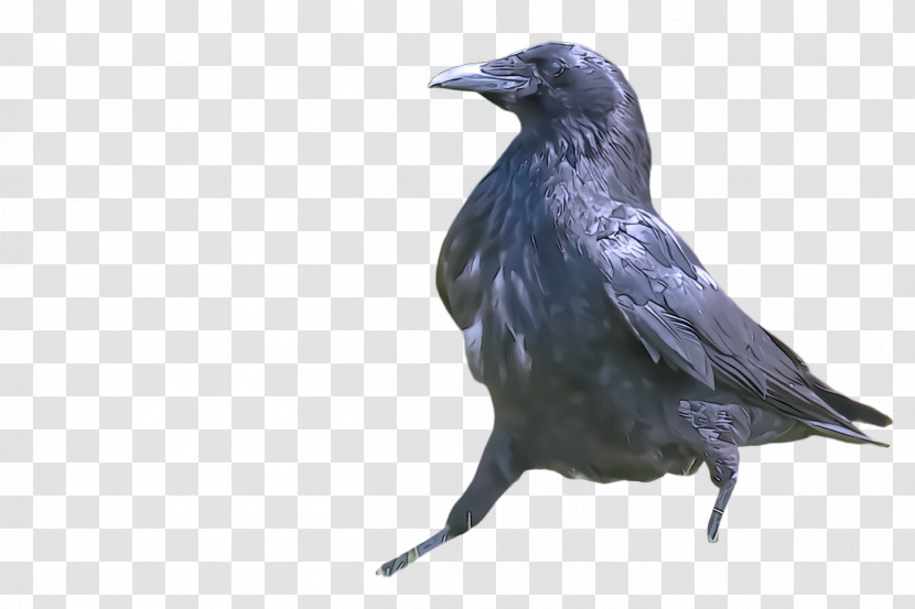 Bird Crow Raven Beak Raven Transparent PNG