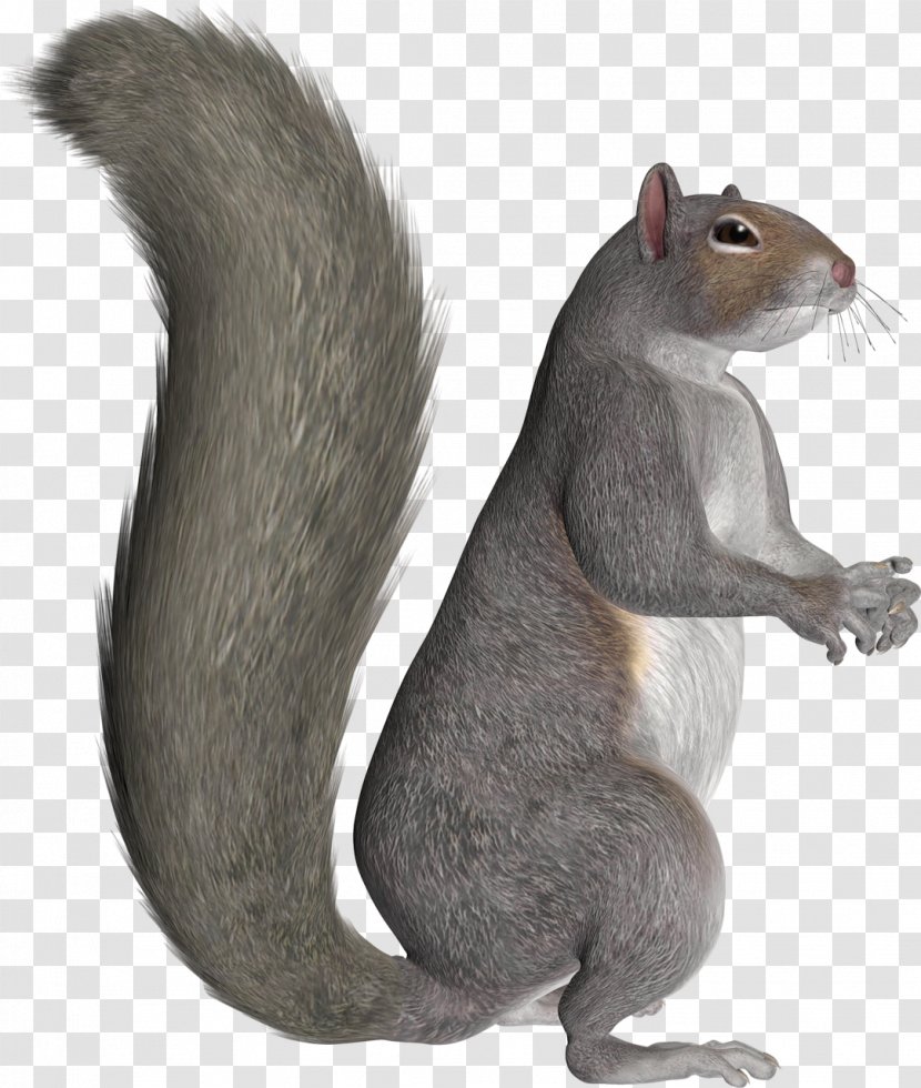 Squirrel Terrestrial Animal Silhouette Transparent PNG
