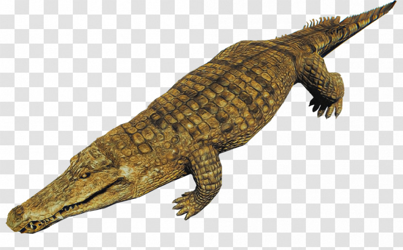 Reptile Crocodile Crocodilia Saltwater Crocodile American Crocodile Transparent PNG