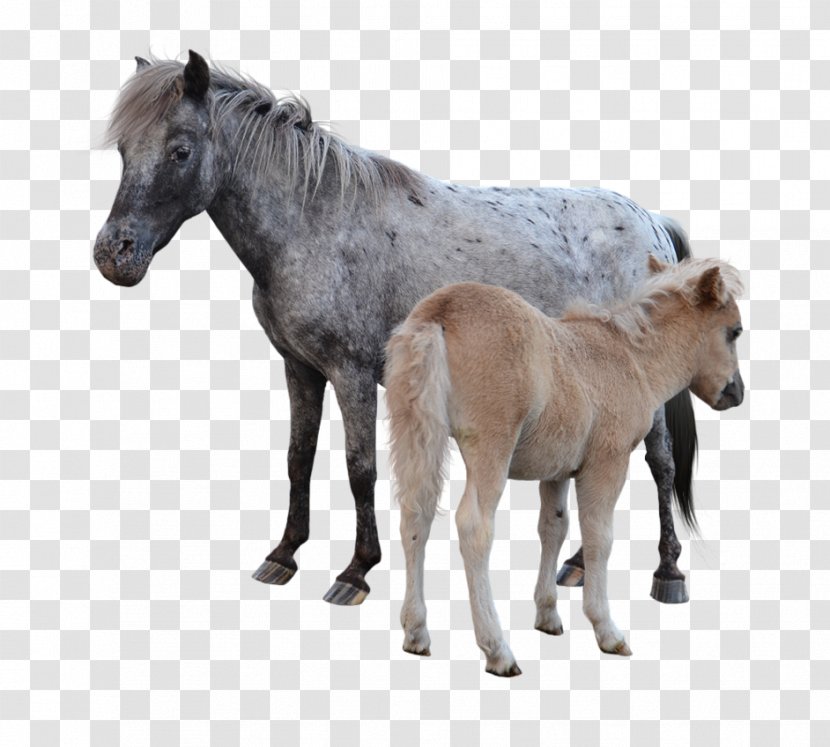 American Miniature Horse Pony Mustang Foal Colt - Mare Transparent PNG