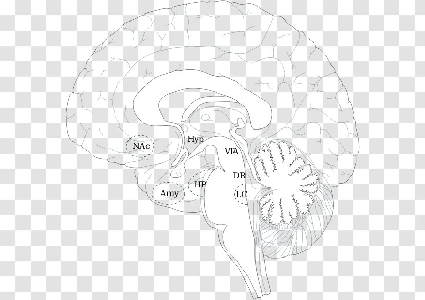 Brain Human Head Ear - Cartoon Transparent PNG