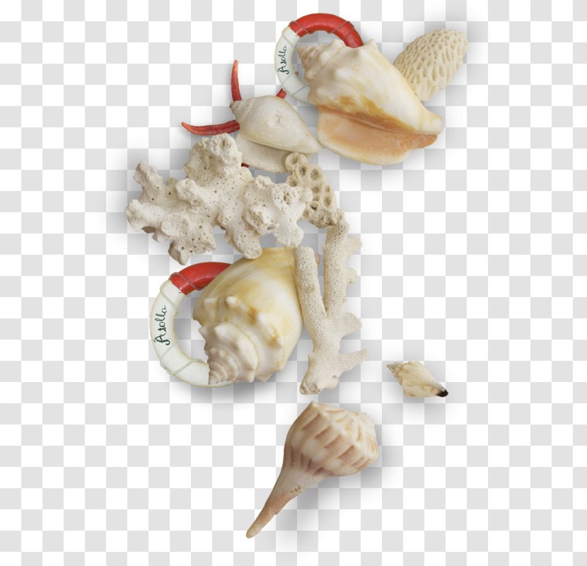 Clip Art - Conch - Vintage White Scallop Seashells Yongquan Transparent PNG