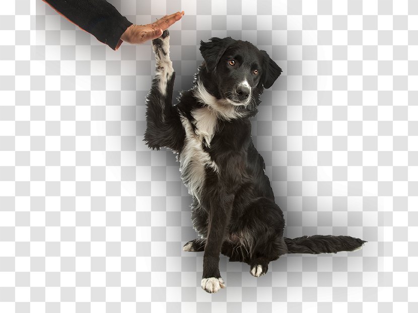 Stabyhoun Border Collie Puppy Dog Training Breed - Clicker Transparent PNG