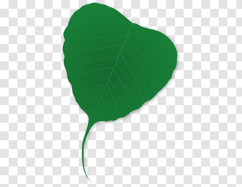 Leaf Green Viridiplantae - Thistle - Hemerocallis Fulva Transparent PNG