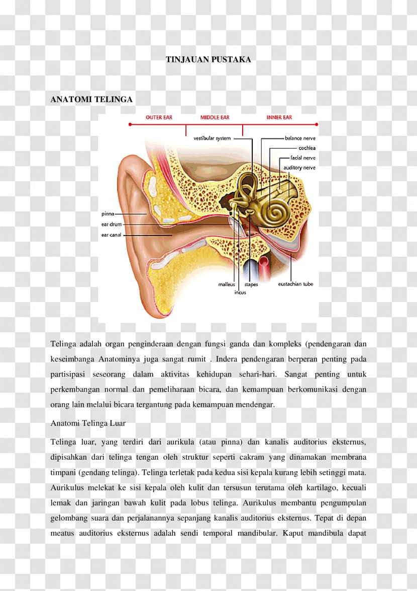 Inner Ear Vertigo Middle Hearing - Watercolor Transparent PNG