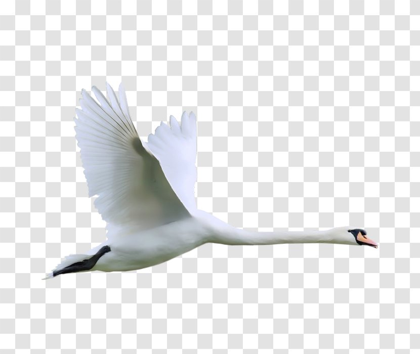 Cygnini Bird Clip Art - Crane Like - Swan Transparent PNG
