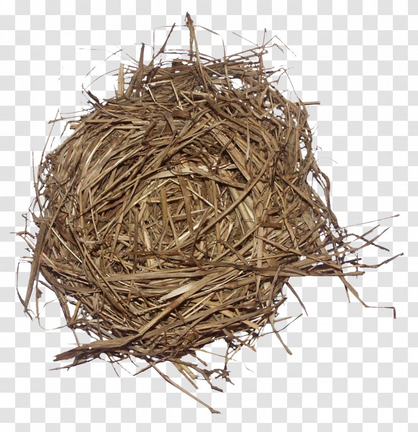 Weed Bird Edible Birds Nest - Egg - Brown Grass Transparent PNG