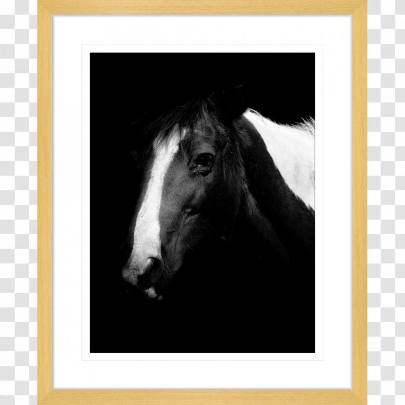 Horse Photography Stallion Picture Frames Bridle - Supplies - Watercolor Transparent PNG