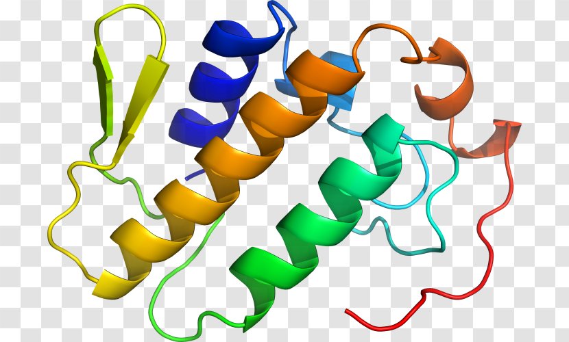 Organism Line Clip Art - Phospholipase A2 Transparent PNG