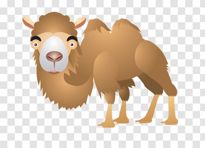 Dromedary Sticker Clip Art - Carnivoran - Camel Transparent PNG