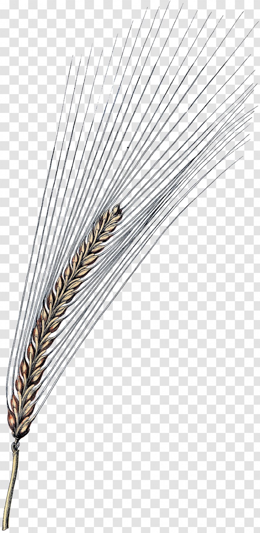 Feather - Grass Family - Wing Transparent PNG