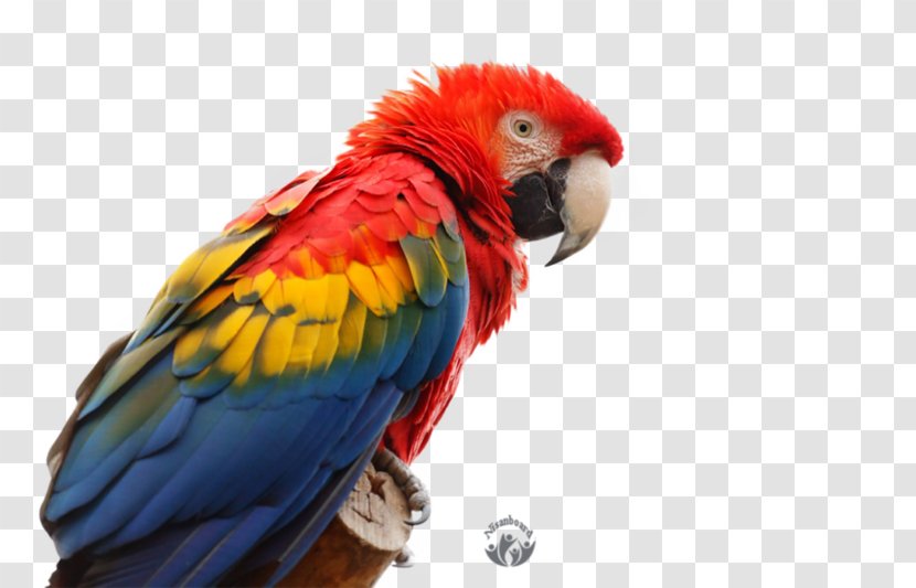 Parrot Bird Blue-and-yellow Macaw Budgerigar - Beak Transparent PNG