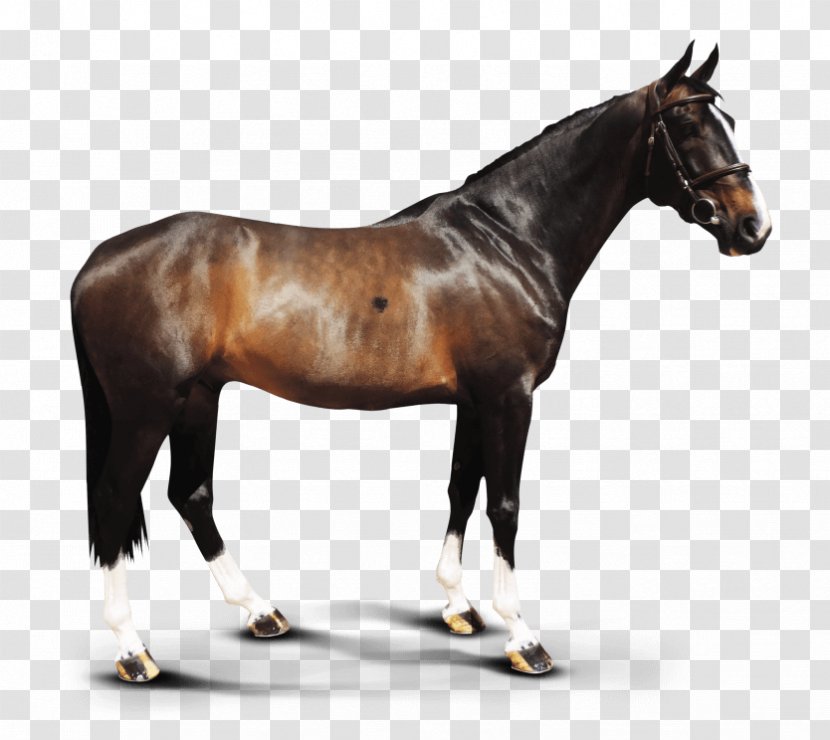 Clydesdale Horse Hanoverian Stallion Foal Mare - Rein - Dubai Transparent PNG