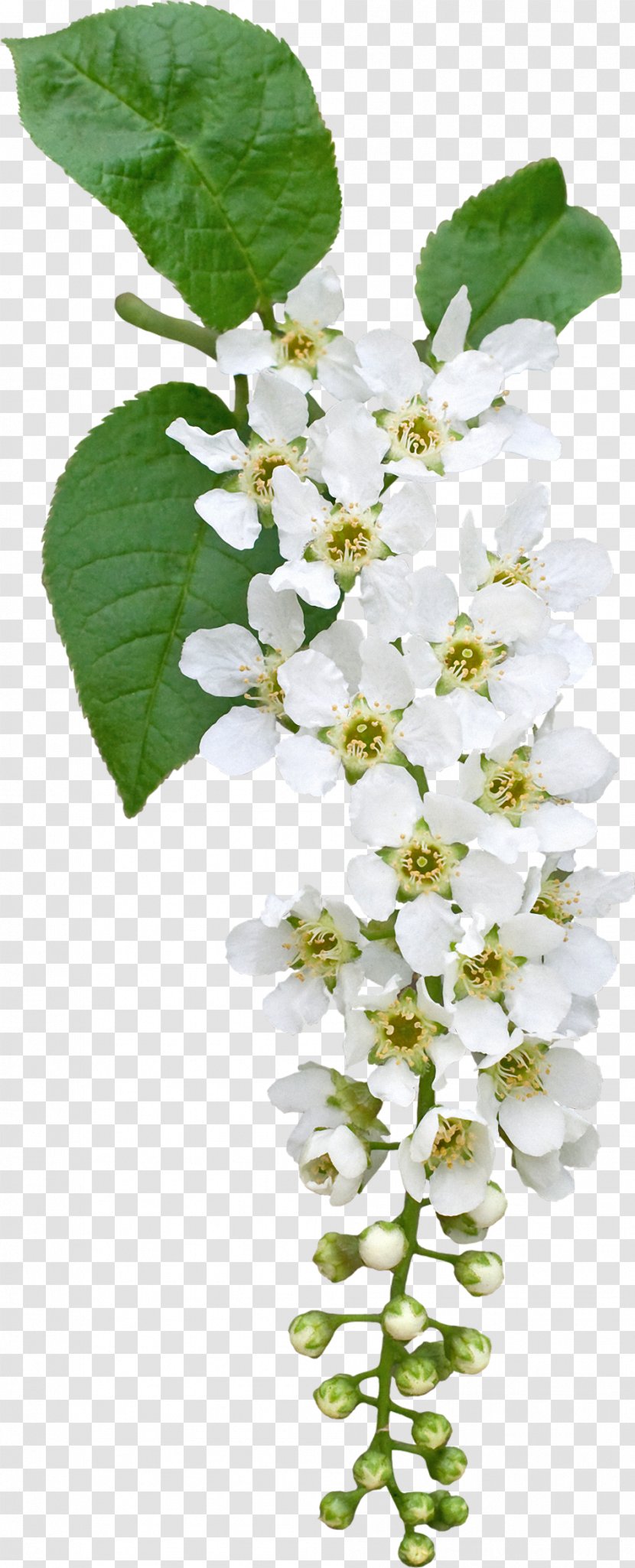 Prunus Padus Flower Clip Art - Tree - Funeral Transparent PNG