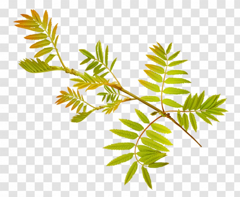 Leaf Plant Stem Tree - Branch - Herbs Transparent PNG