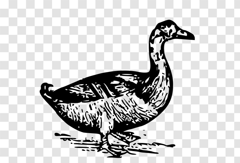 Donald Duck Clip Art - Ducks Geese And Swans - DUCK Transparent PNG
