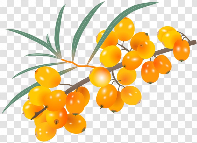 Seaberry - Price - Painted Yellow Sea Buckthorn Transparent PNG